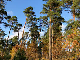 Zero CO2 for the hotel industry&#039;s sustainability reports: Swissfeel expands its commitment