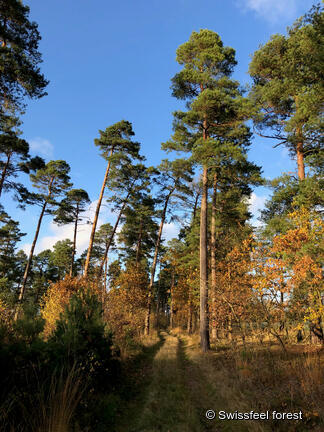 Swissfeel-Wald